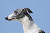 WHIPPET 255